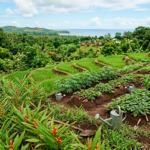 AMBILA Ecole plantation